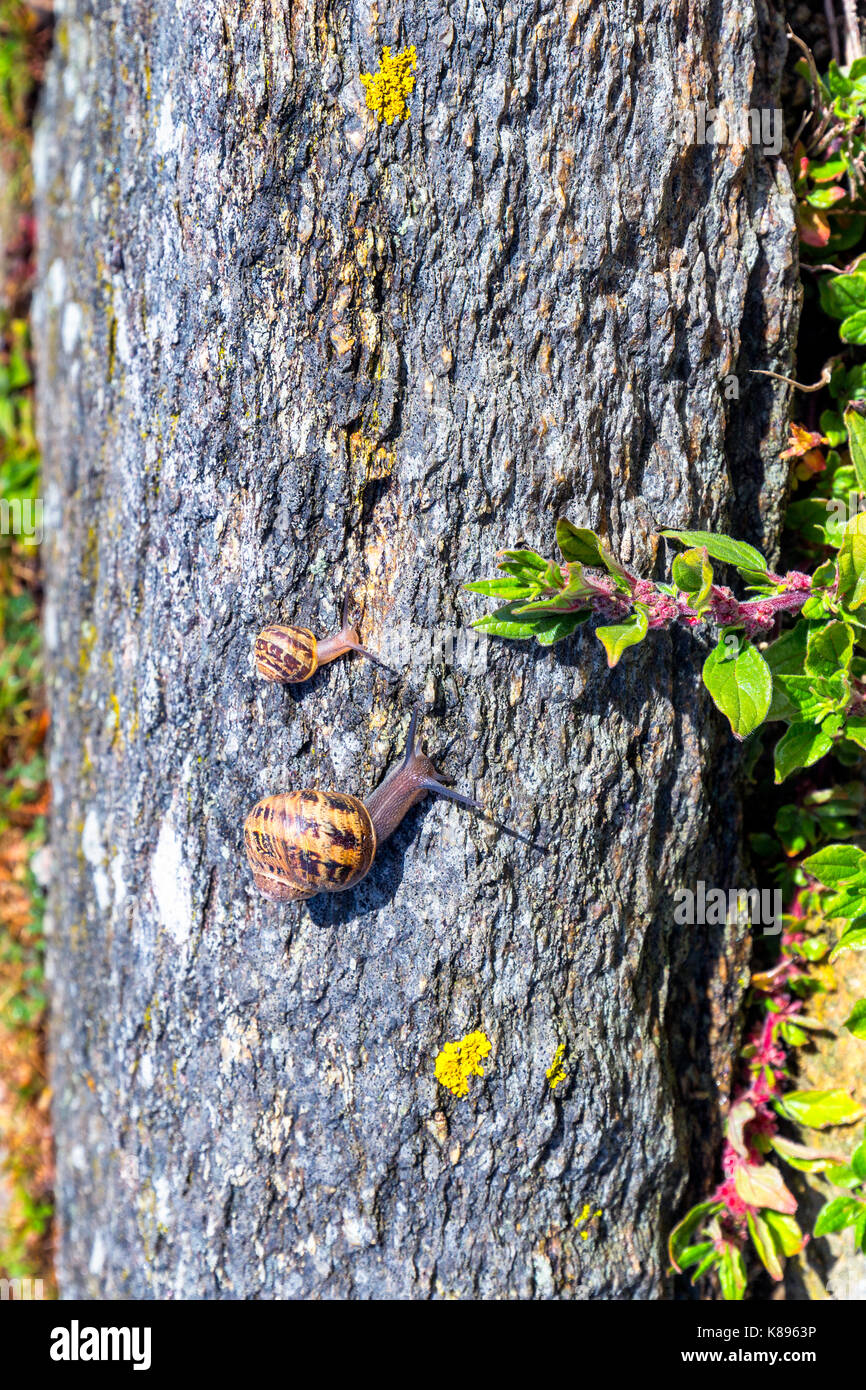 Snail strisciando su un hard rock texture in natura; marrone striato lumaca camminando sulle rocce in giornata piovosa, Brittany (Bretagne), Francia Foto Stock