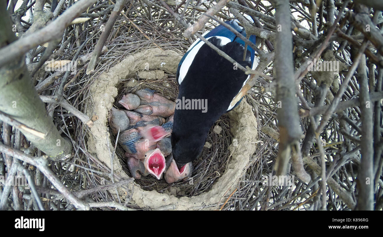 Il nido della gazza (Pica pica) in natura. Foto Stock
