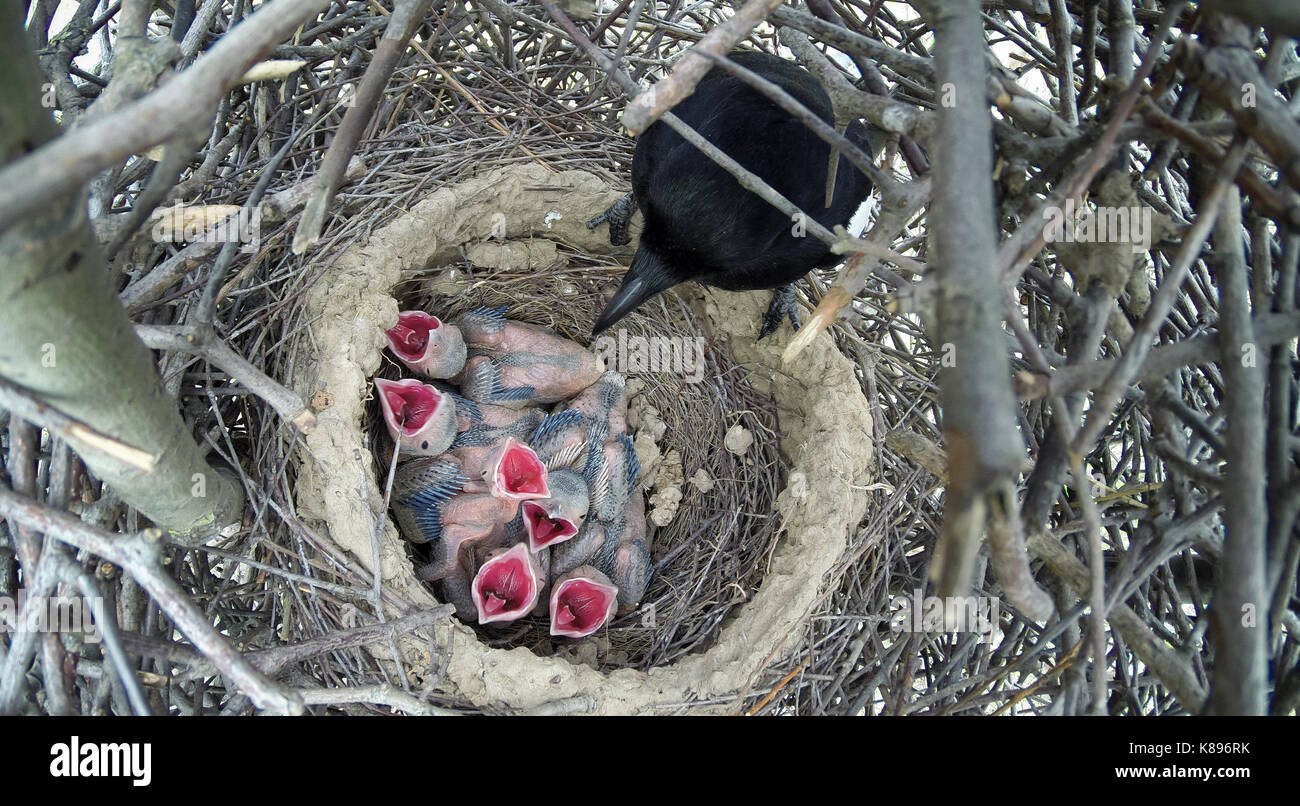 Il nido della Gazza (Pica pica) in natura. Foto Stock
