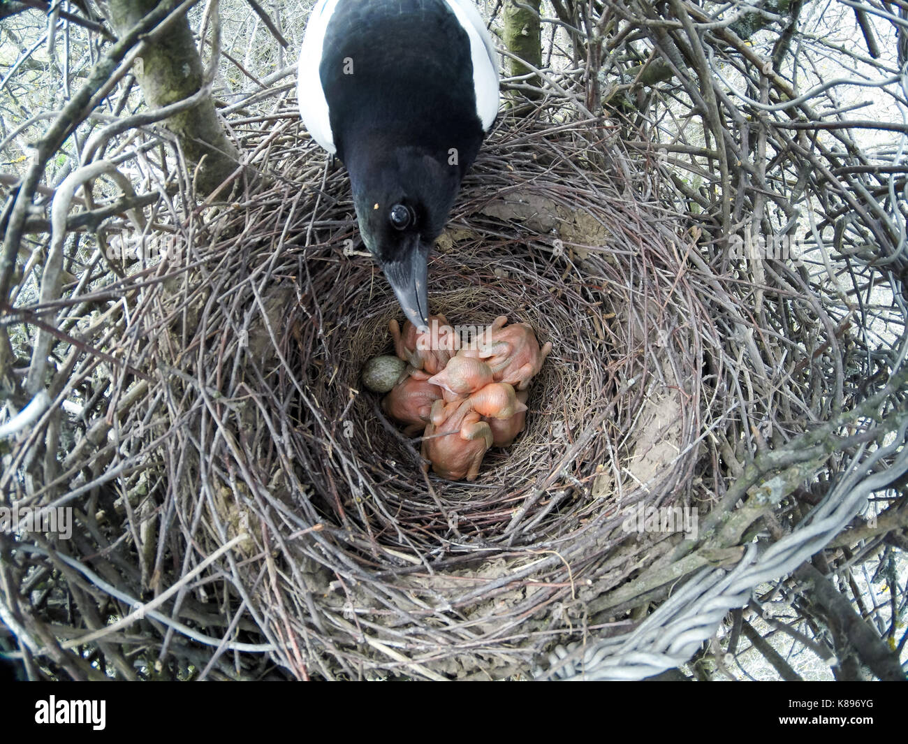 Il nido della Gazza (Pica pica) in natura. Foto Stock