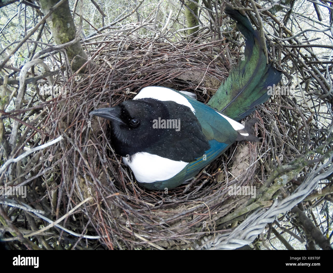 Il nido della gazza (Pica pica) in natura. Foto Stock