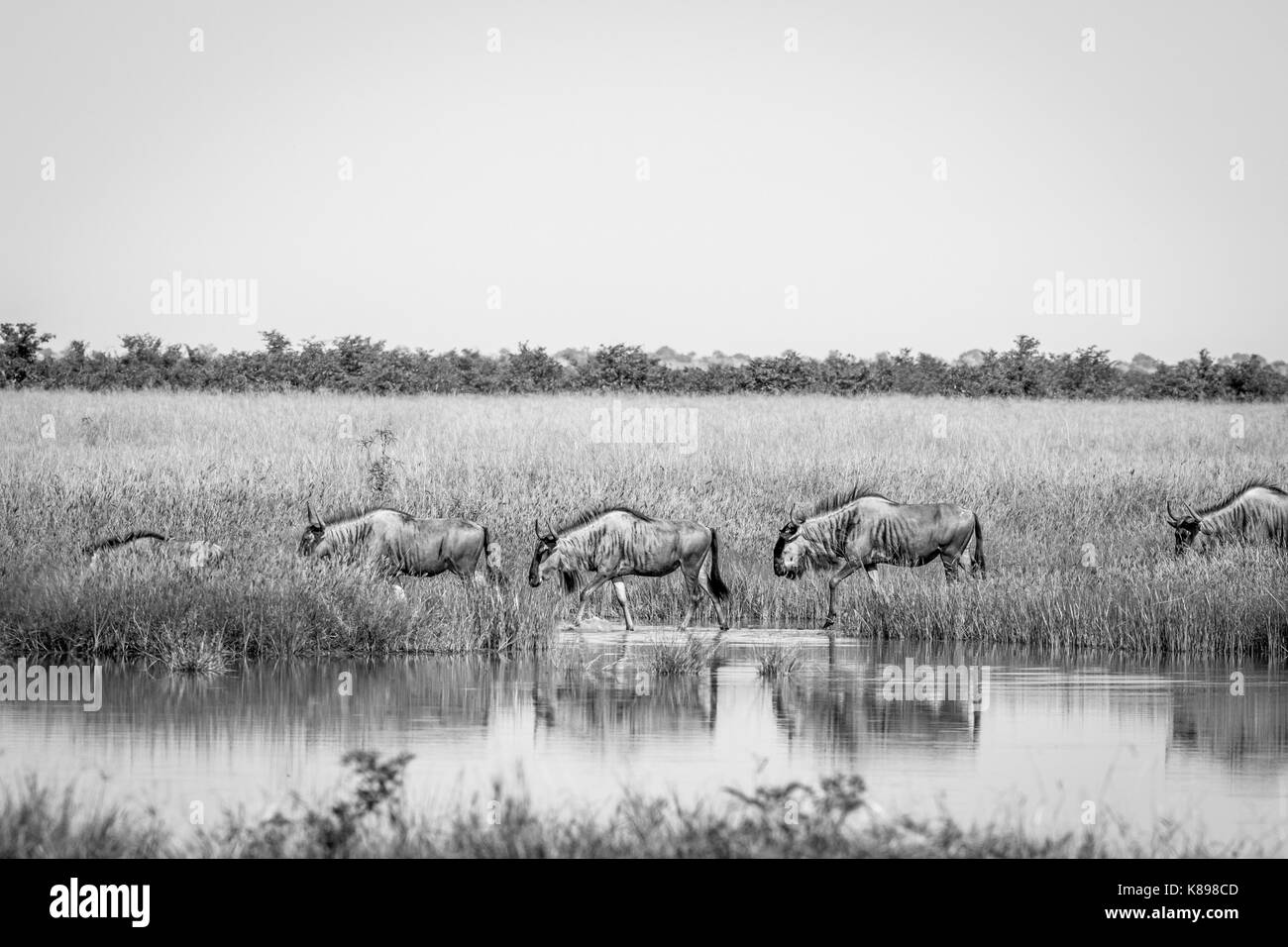 Blu-wildebeests camminando accanto all'acqua in bianco e nero nel Chobe National Park, il Botswana. Foto Stock