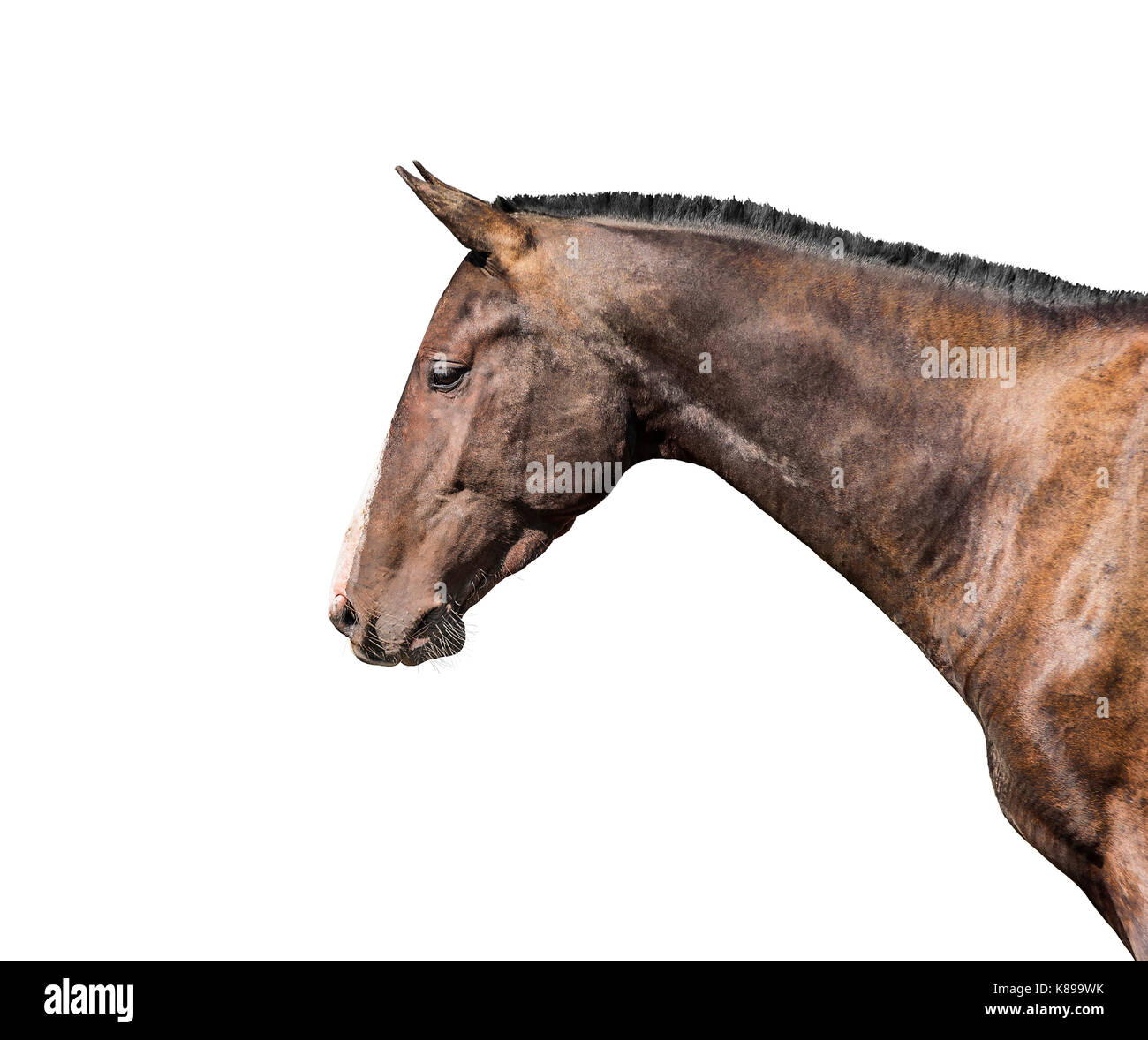 Cavallo di razza pura isolata su sfondo bianco. Foto Stock