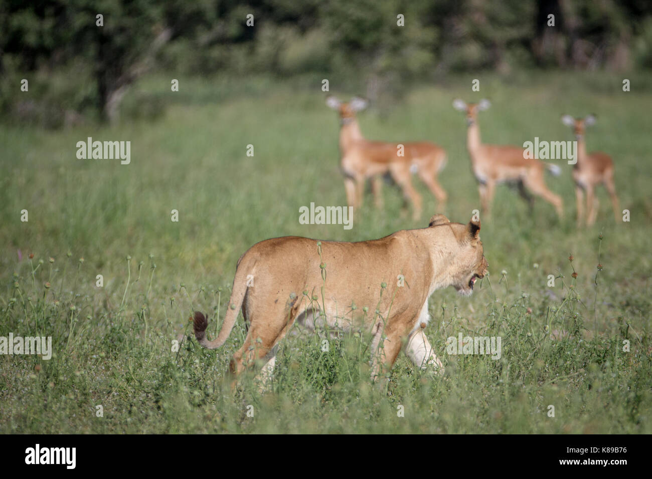 Lion a piedi nella parte anteriore di una mandria di impala in Chobe National Park, il Botswana. Foto Stock
