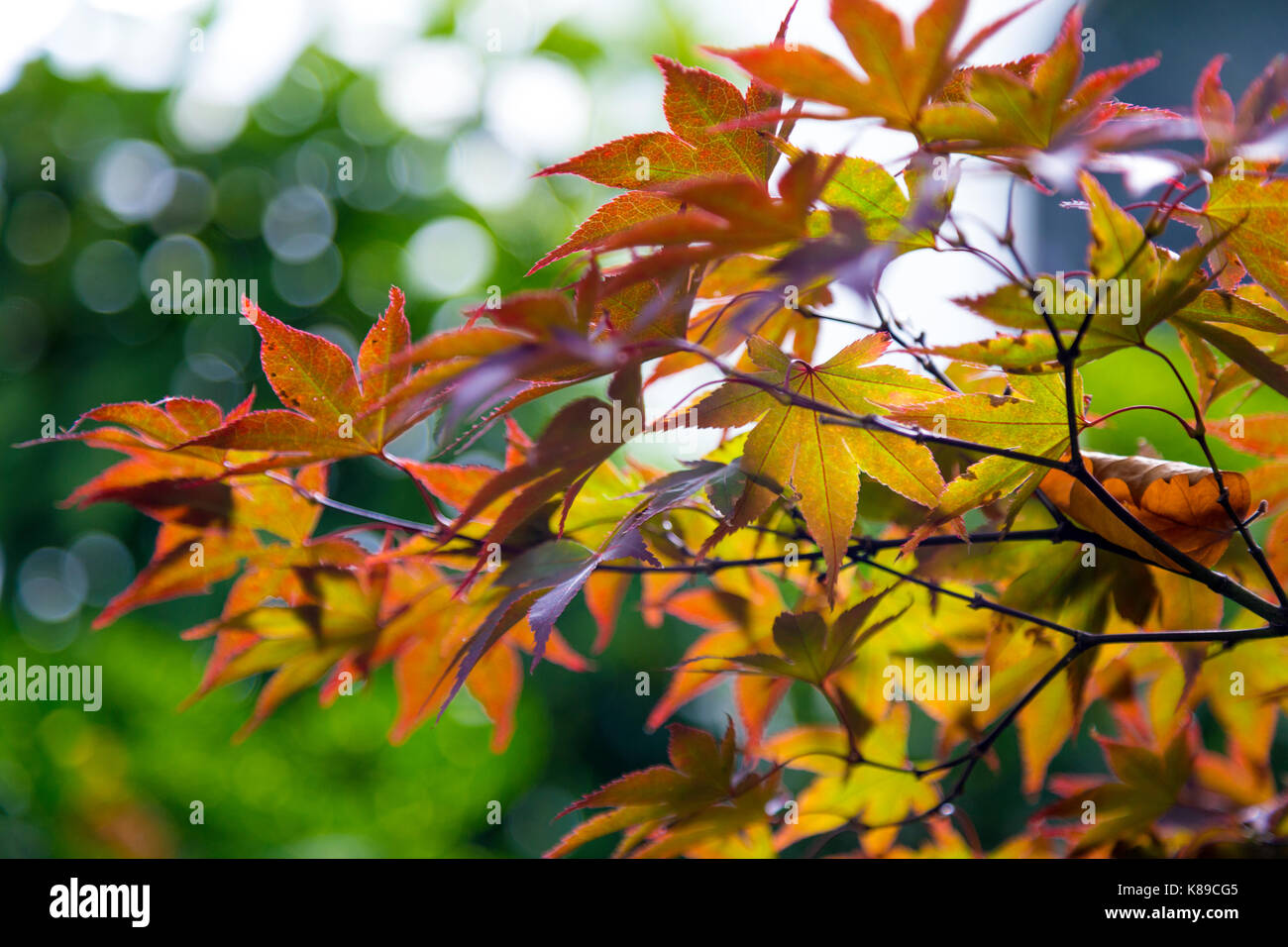 Acero giapponese Colore di autunno lascia su di un ramo Foto Stock