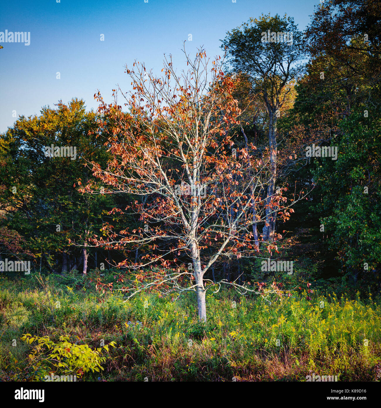 Orange Autunno a colori di albero in prato - arancione e rosso colore foglia può essere visto ad inizio autunno fogliame è qui. Lone Tree / campionamento nel campo di montagna. Foto Stock
