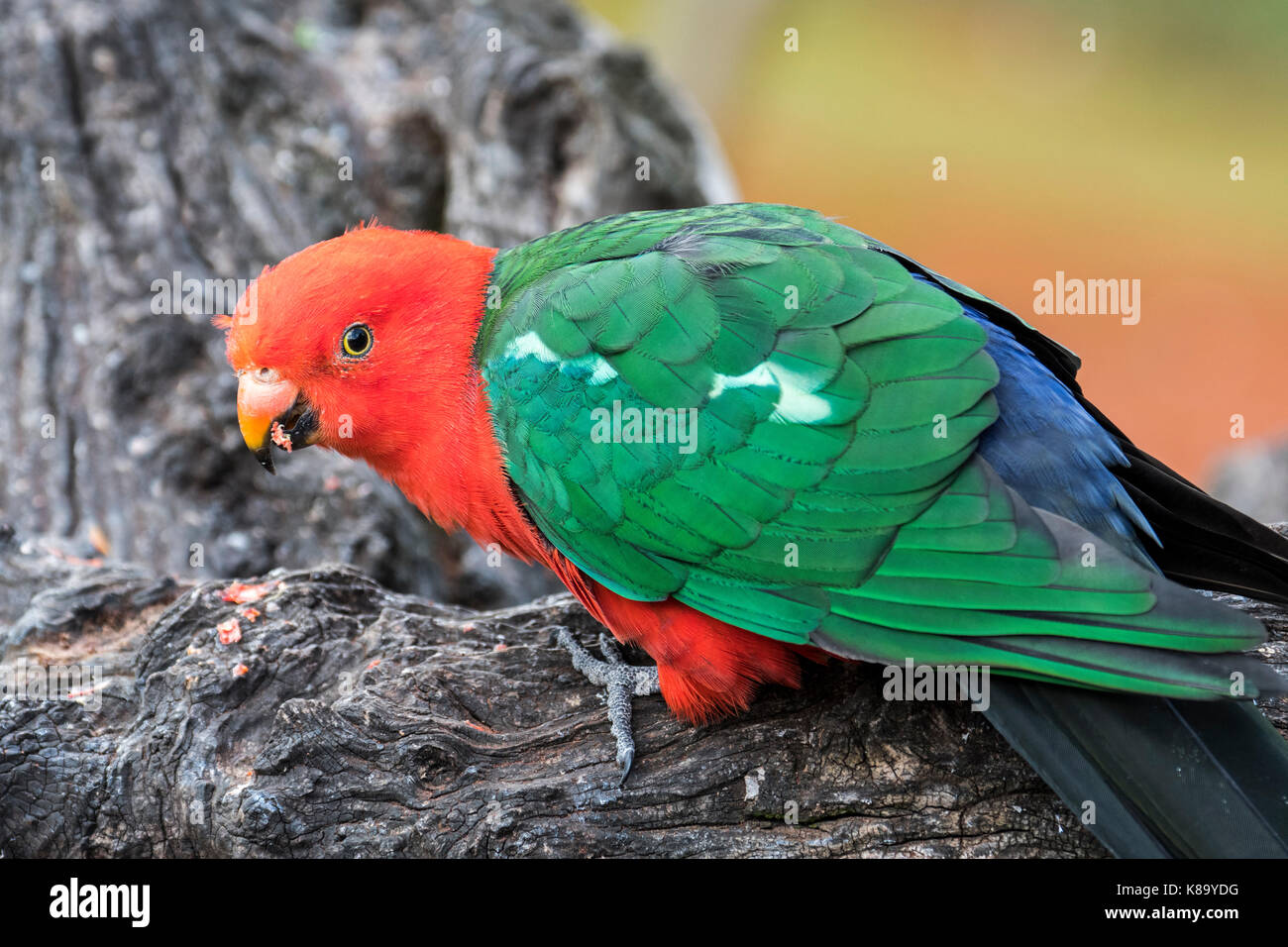 Australian re parrot (alisterus scapularis) maschio, nativo di Australia orientale Foto Stock