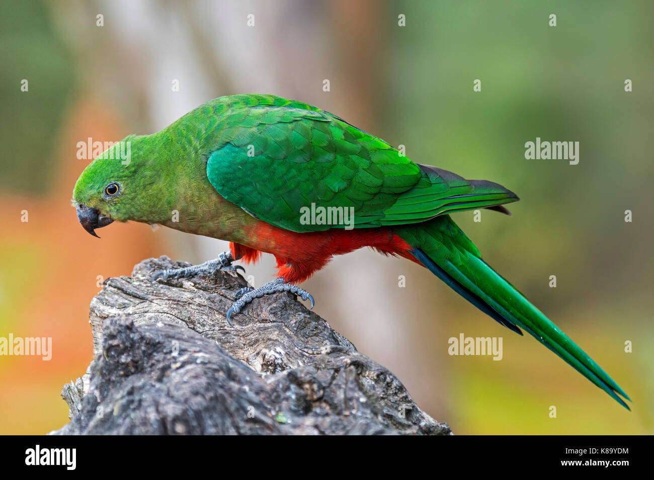 Australian re parrot (alisterus scapularis) femmina, nativo di Australia orientale Foto Stock