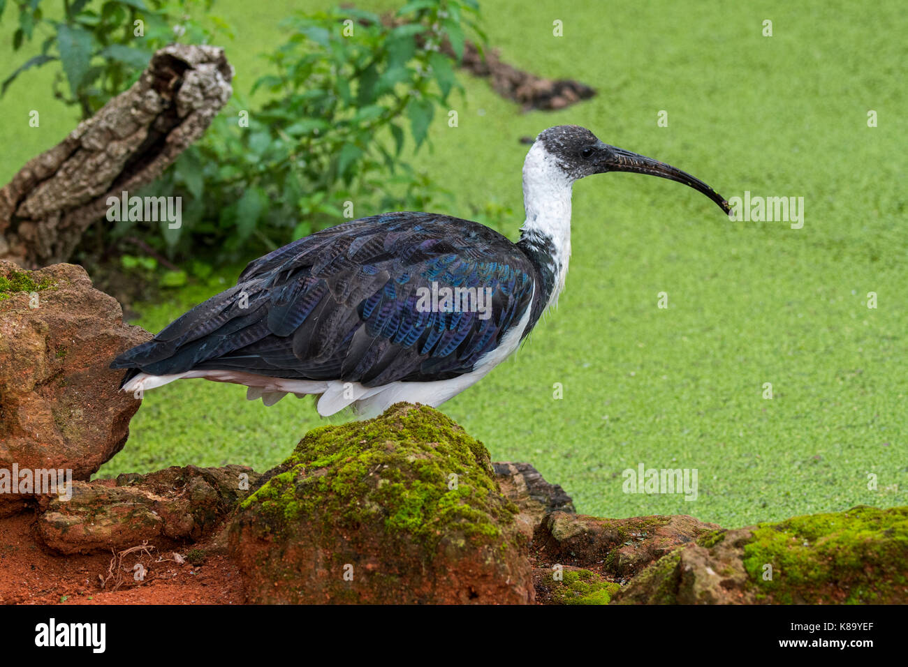 La paglia colli (ibis threskiornis spinicollis) nativi in Australia e in Nuova Guinea Foto Stock