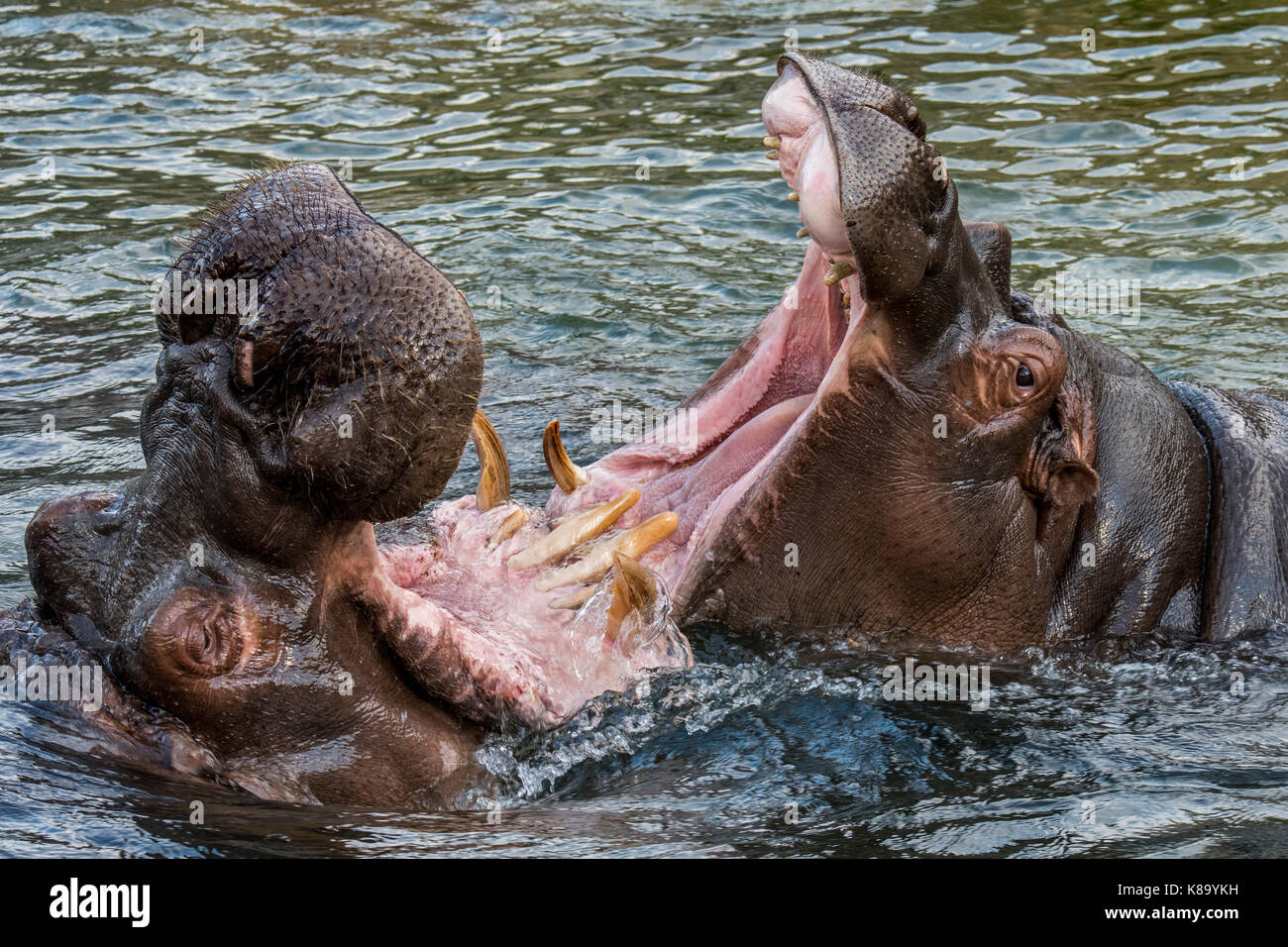 Combattimenti ippopotami / ippopotami (Hippopotamus amphibius) nel lago che mostra denti enormi e grandi zanne canino in ampia bocca aperta Foto Stock
