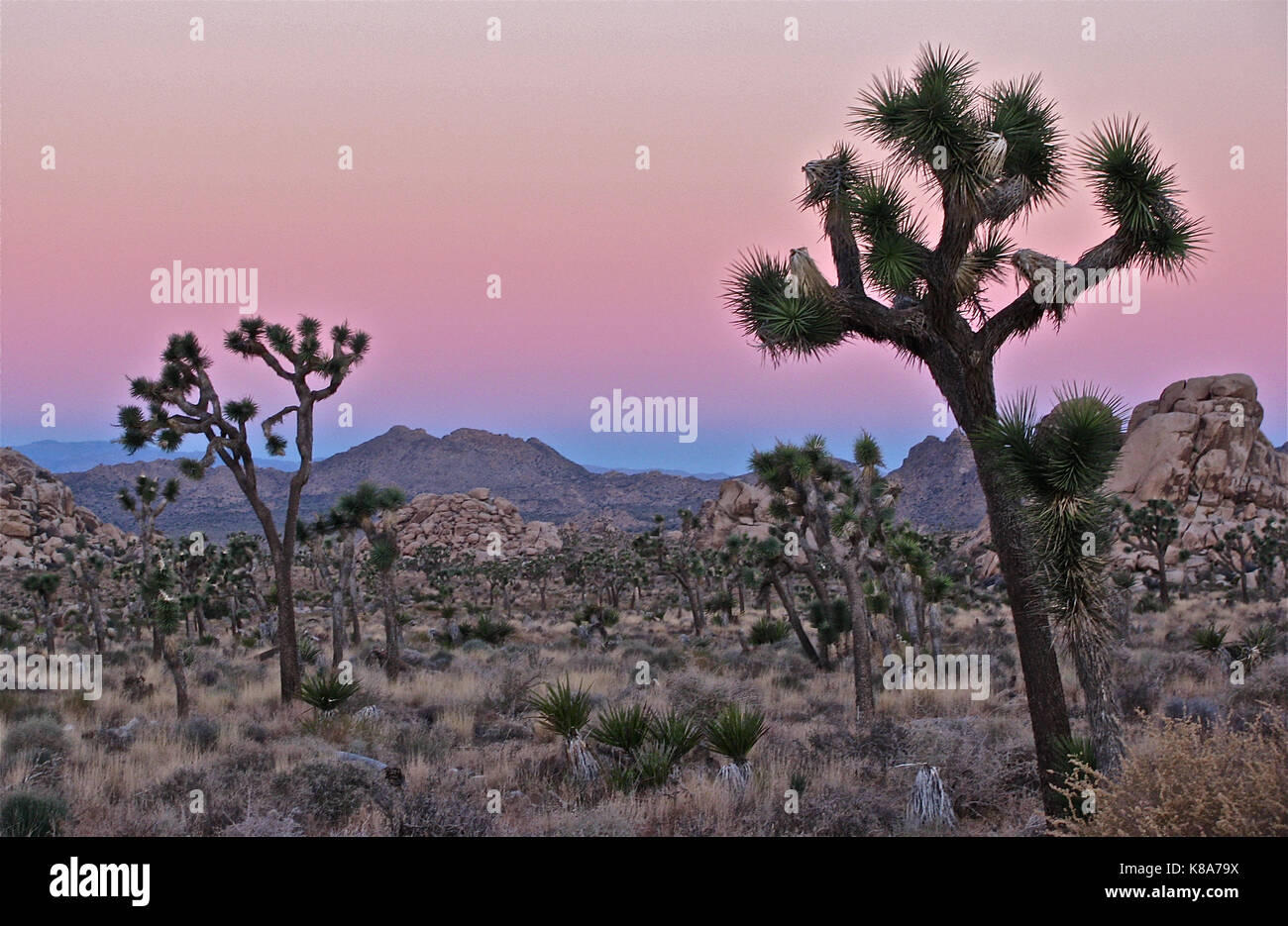 Alba a Joshua Tree National Park, California Foto Stock