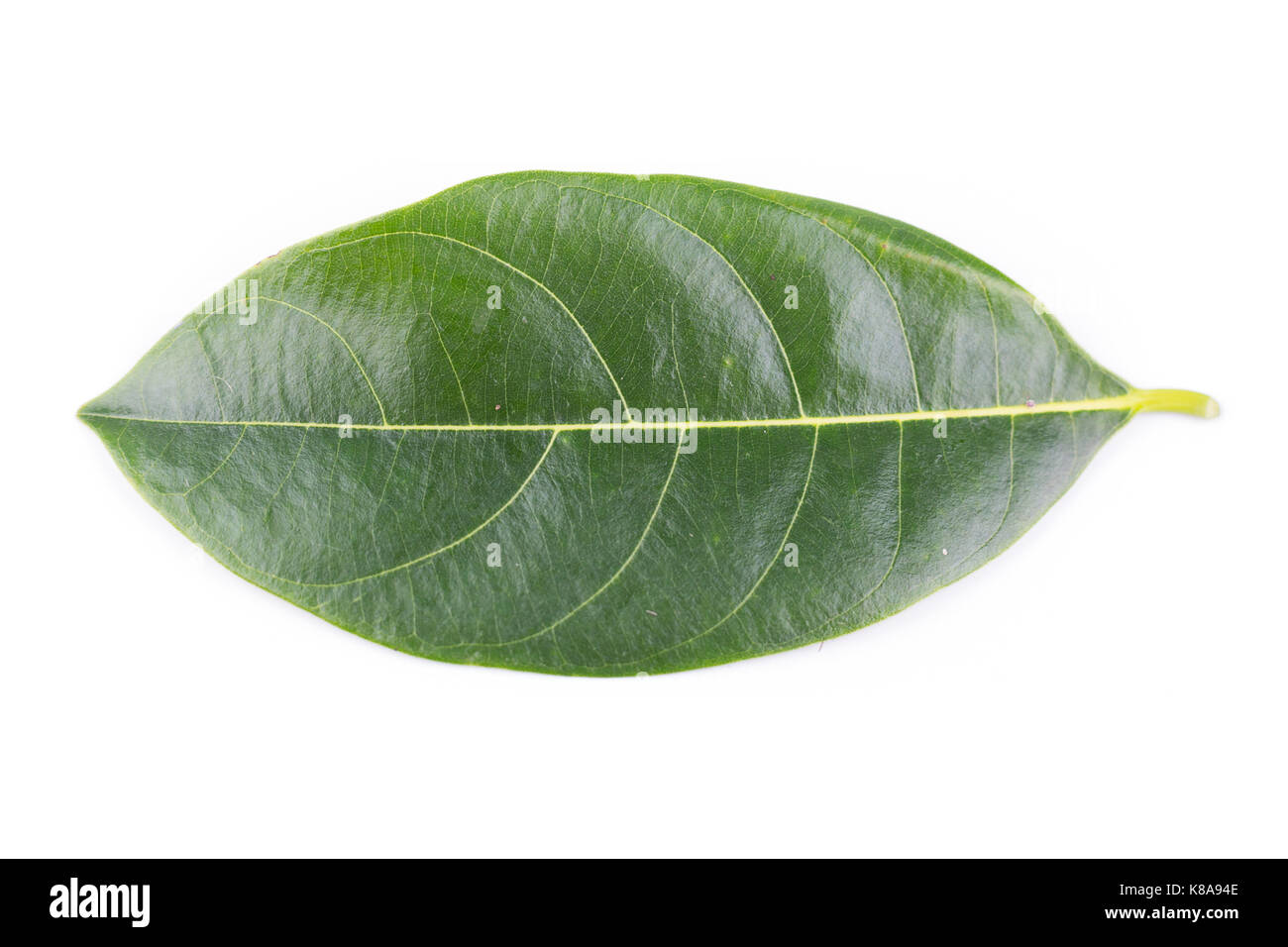 Jackfruit foglie su sfondo bianco Foto Stock