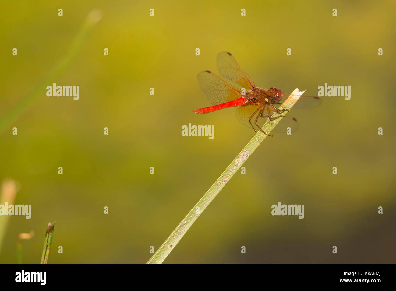 Dragonfly nei pressi di un laghetto Foto Stock