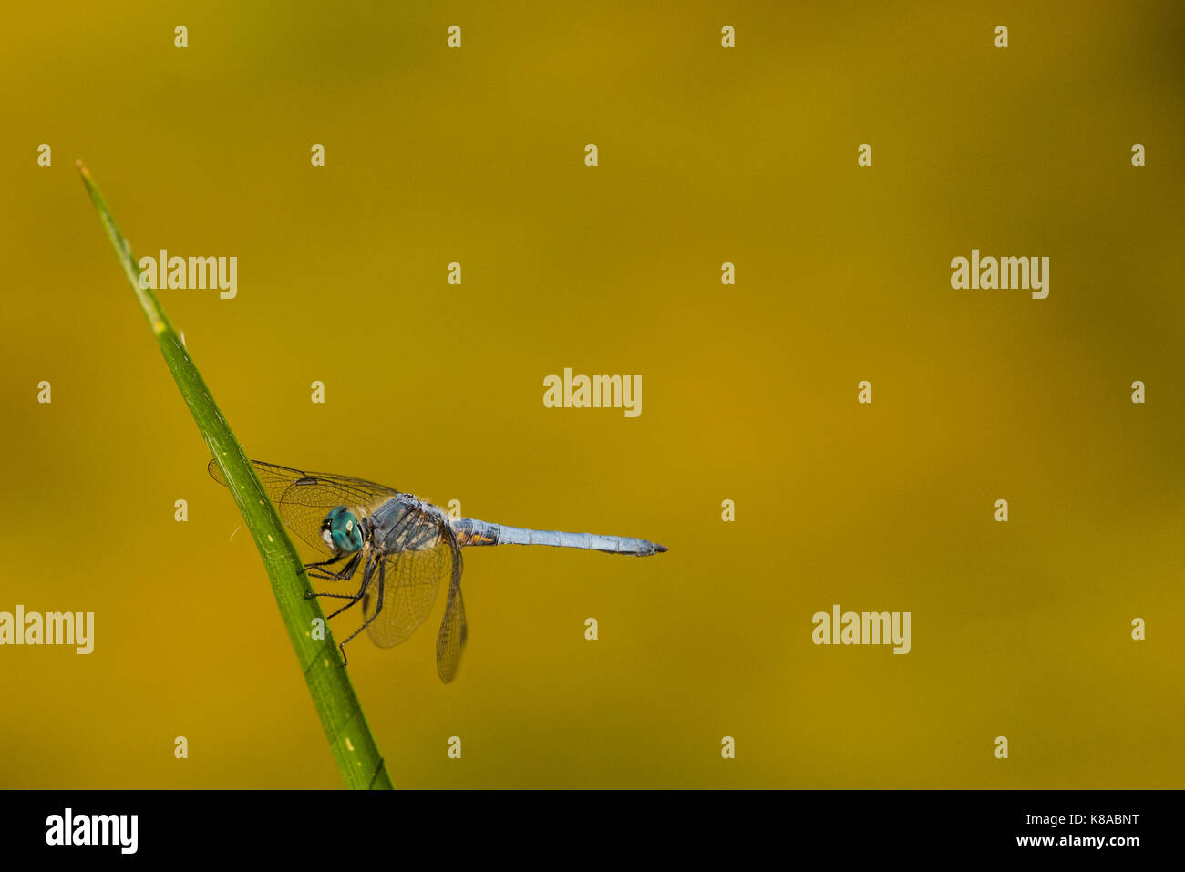 Dragonfly nei pressi di un laghetto Foto Stock