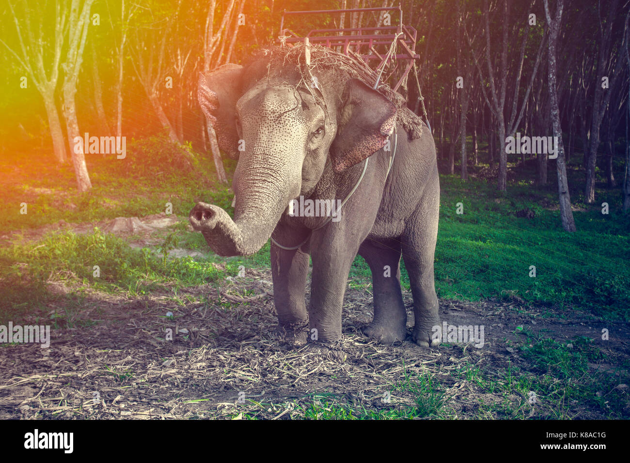 Elephant nel cablaggio per il trekking con il suo tronco fino Foto Stock