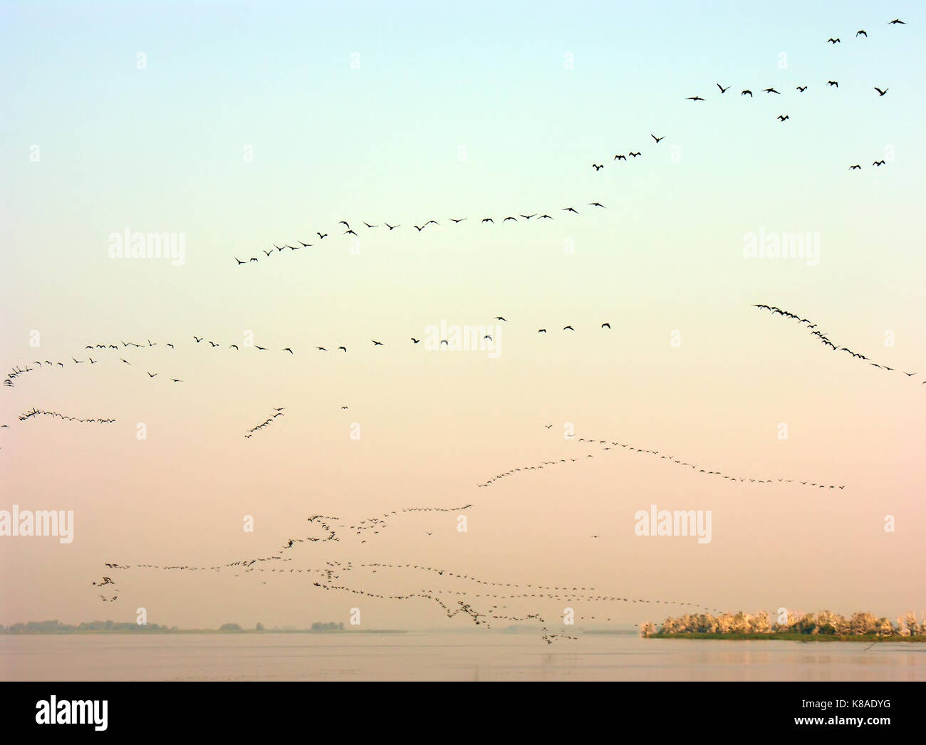 Un gran numero di uccelli migratori in volo in un cielo sereno in serata Foto Stock