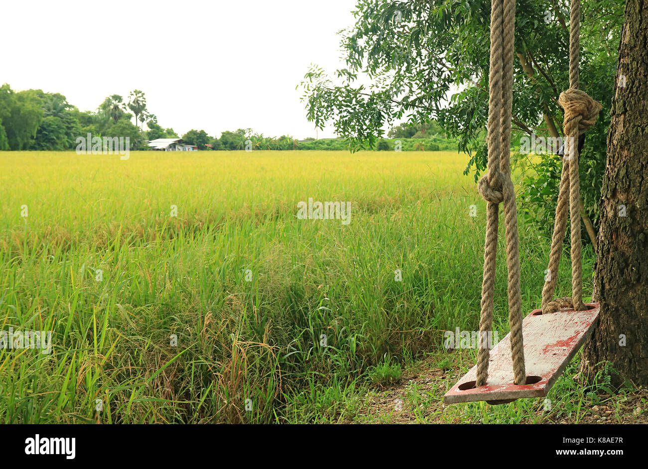 Vuoto swing in legno pendenti dal grande albero accanto ai campi di risone Foto Stock