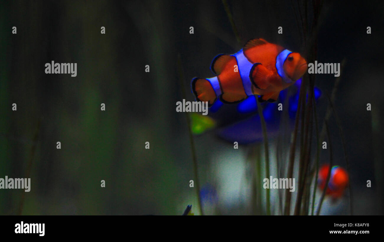 Alla ricerca di Nemo Foto Stock
