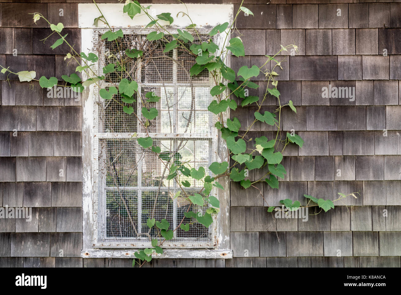 Coperto di edera finestra lungo Borden Brook, Tiverton, Rhode Island Foto Stock