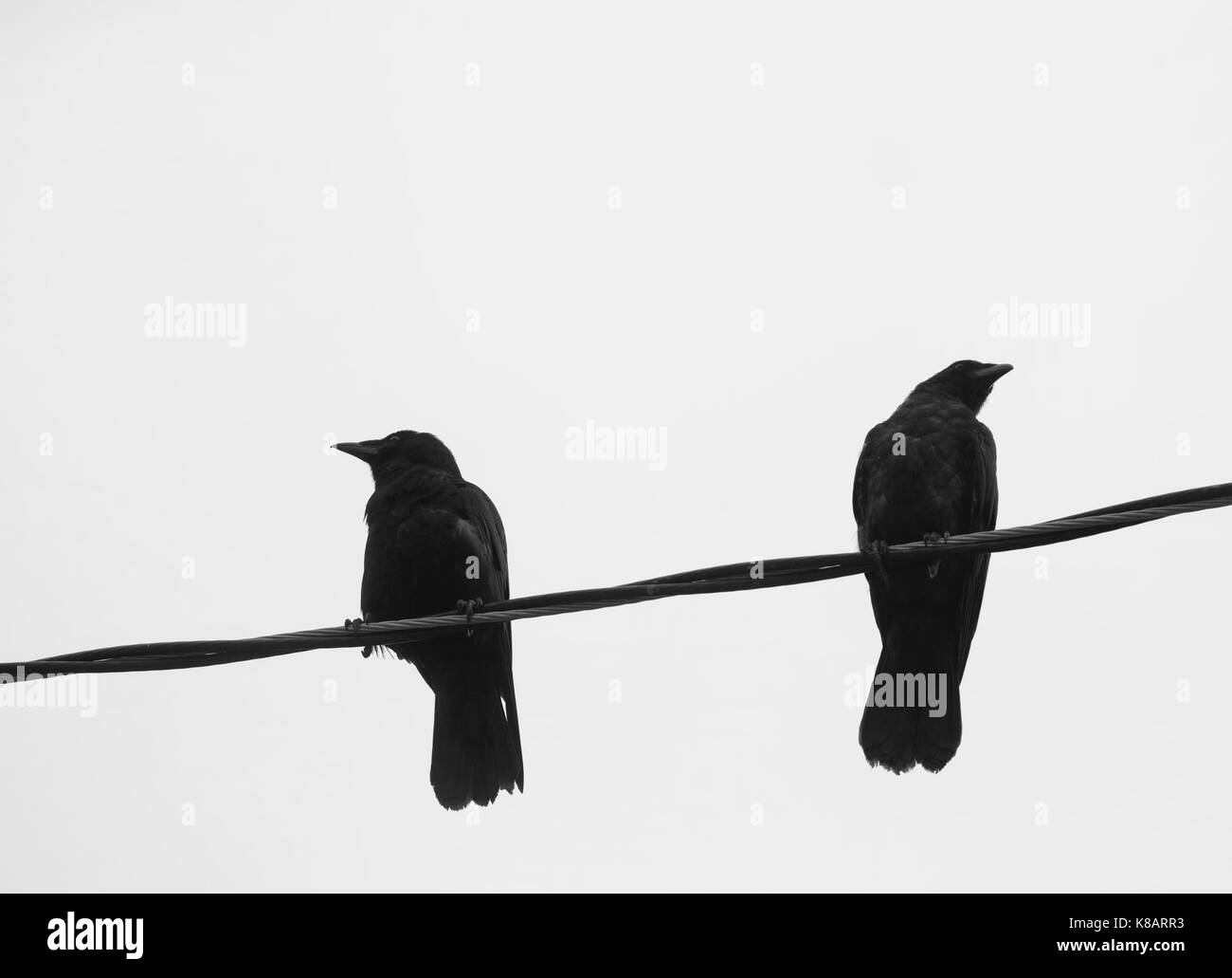 Due corvi su una linea di potenza contro uno sfondo bianco cercando in direzioni separate Foto Stock