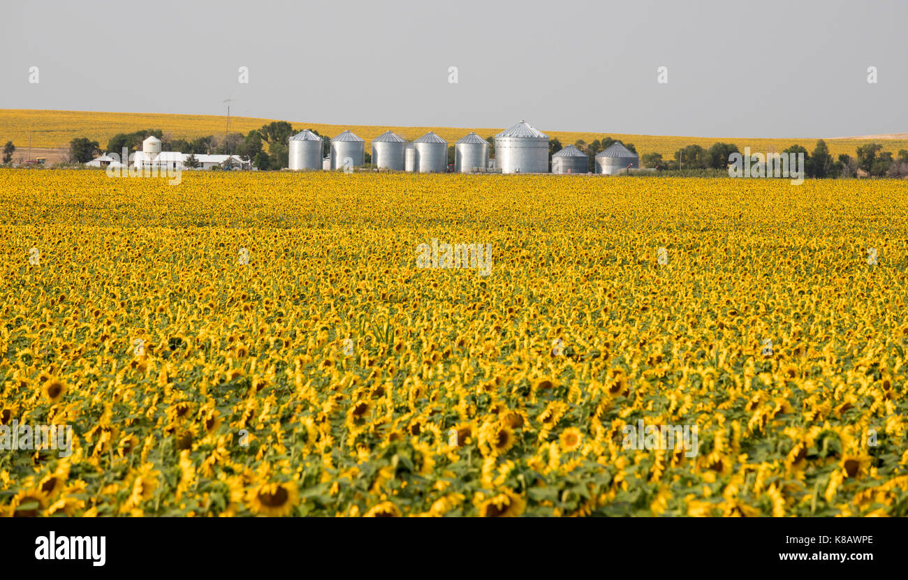 Pine Ridge in Sud Dakota - girasoli crescono su una fattoria sul Pine Ridge Indian Reservation. Foto Stock