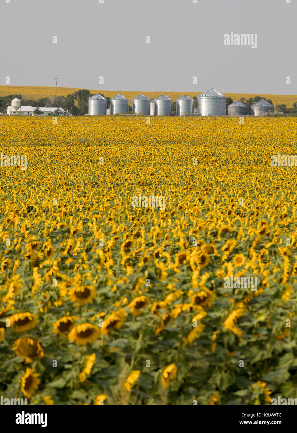 Pine Ridge in Sud Dakota - girasoli crescono su una fattoria sul Pine Ridge Indian Reservation. Foto Stock