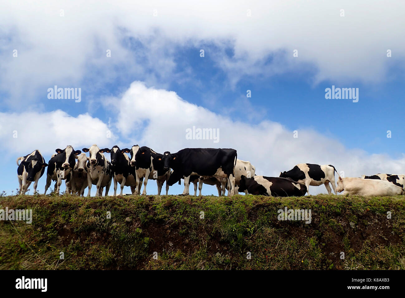Vacche da latte di São Jorge Island Azores Portogallo Europa Foto Stock