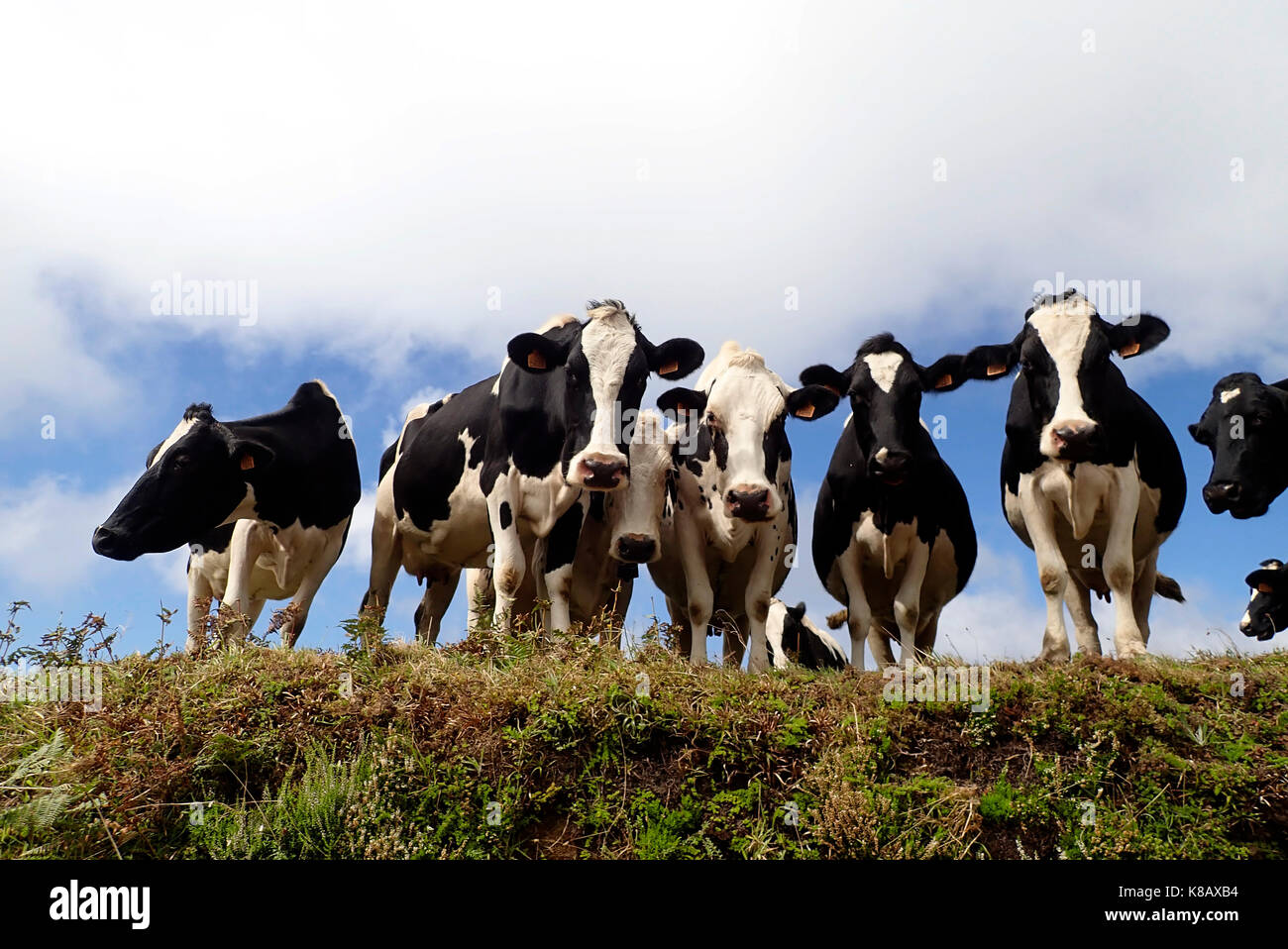 Vacche da latte di São Jorge Island Azores Portogallo Europa Foto Stock