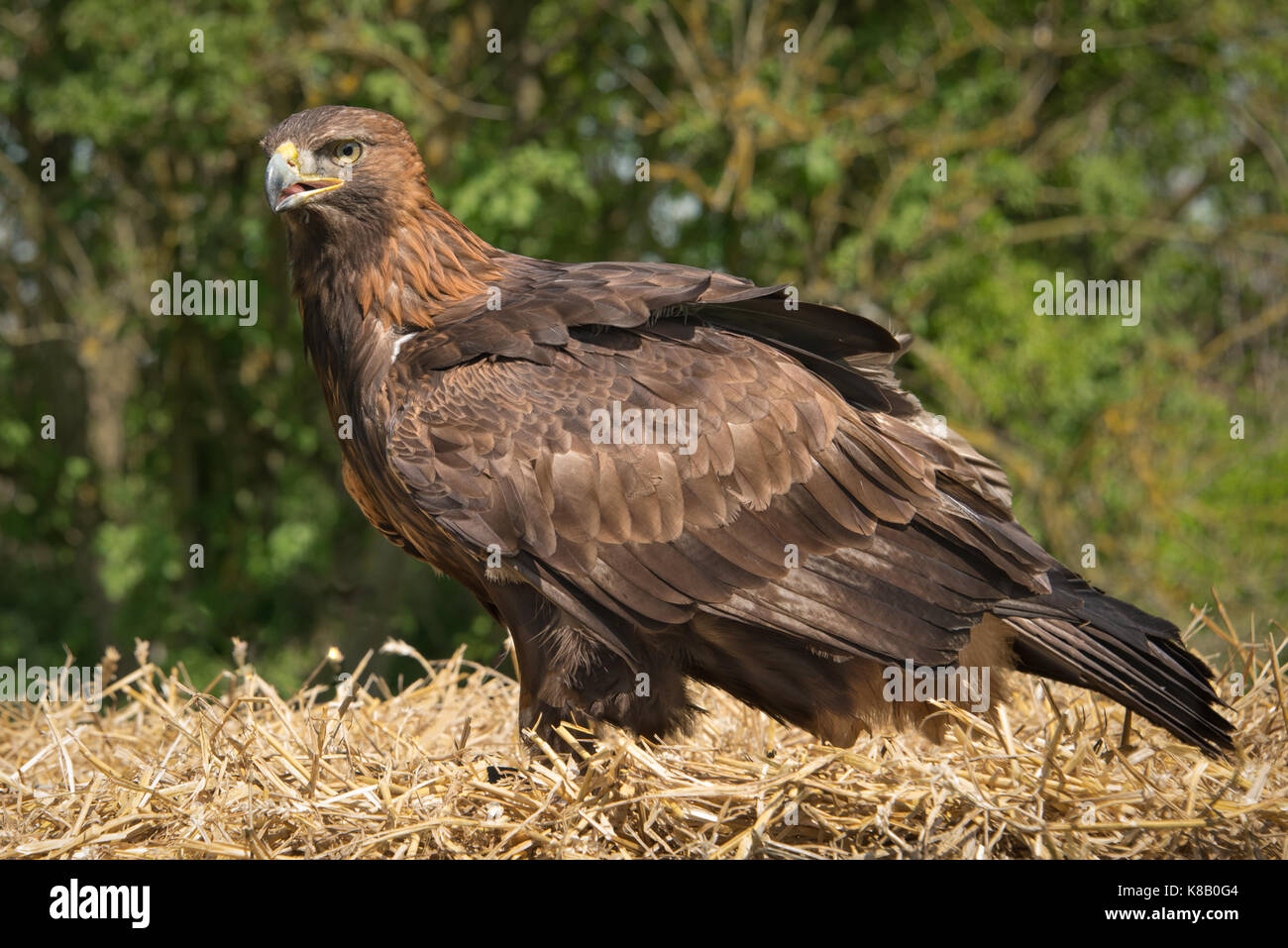 Una piena lunghezza Ritratto di un curioso golden eagle in piedi su una balla di fieno con lo sfondo naturale di alberi Foto Stock