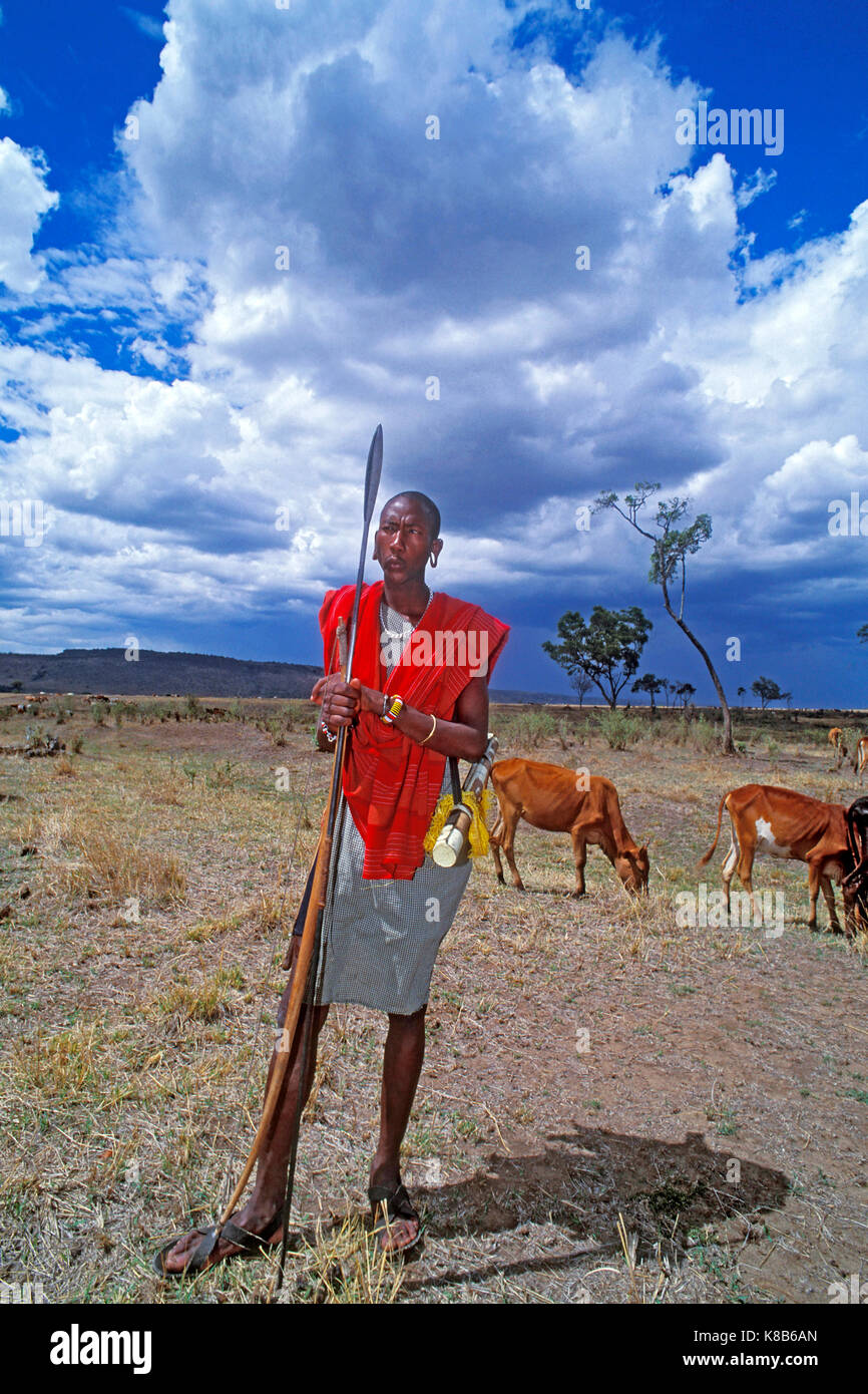 Masai uomo a guardare oltre alla mandria di vacche di Savannah, il Masai Mara, Kenya Foto Stock