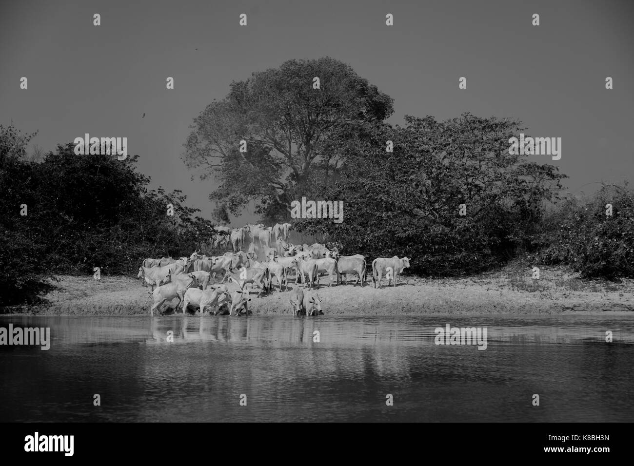 Pantanal brasiliano Foto Stock