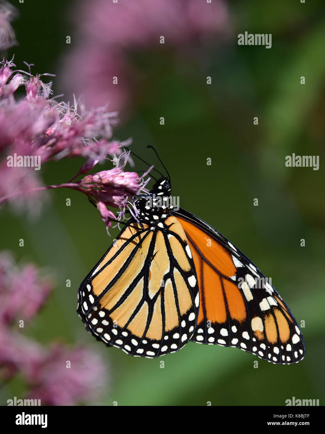 Farfalla monarca (danaus plexippus) alimentazione su joe-pye fiori nel giardino. Foto Stock