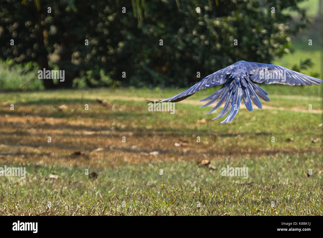 Pantanal brasiliano - blu macaw Foto Stock