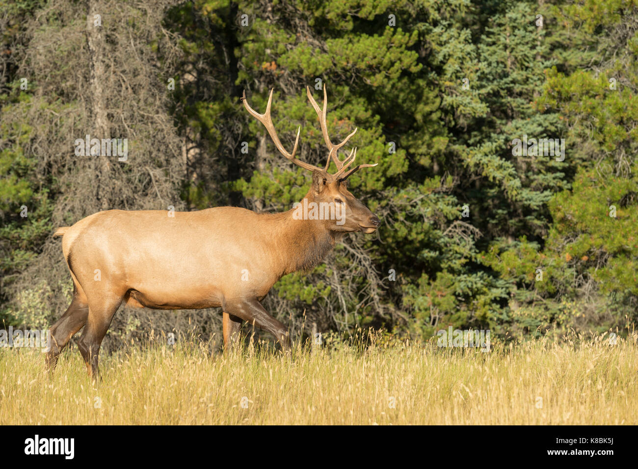 Giovane maschio elk in jasper alberta Foto Stock