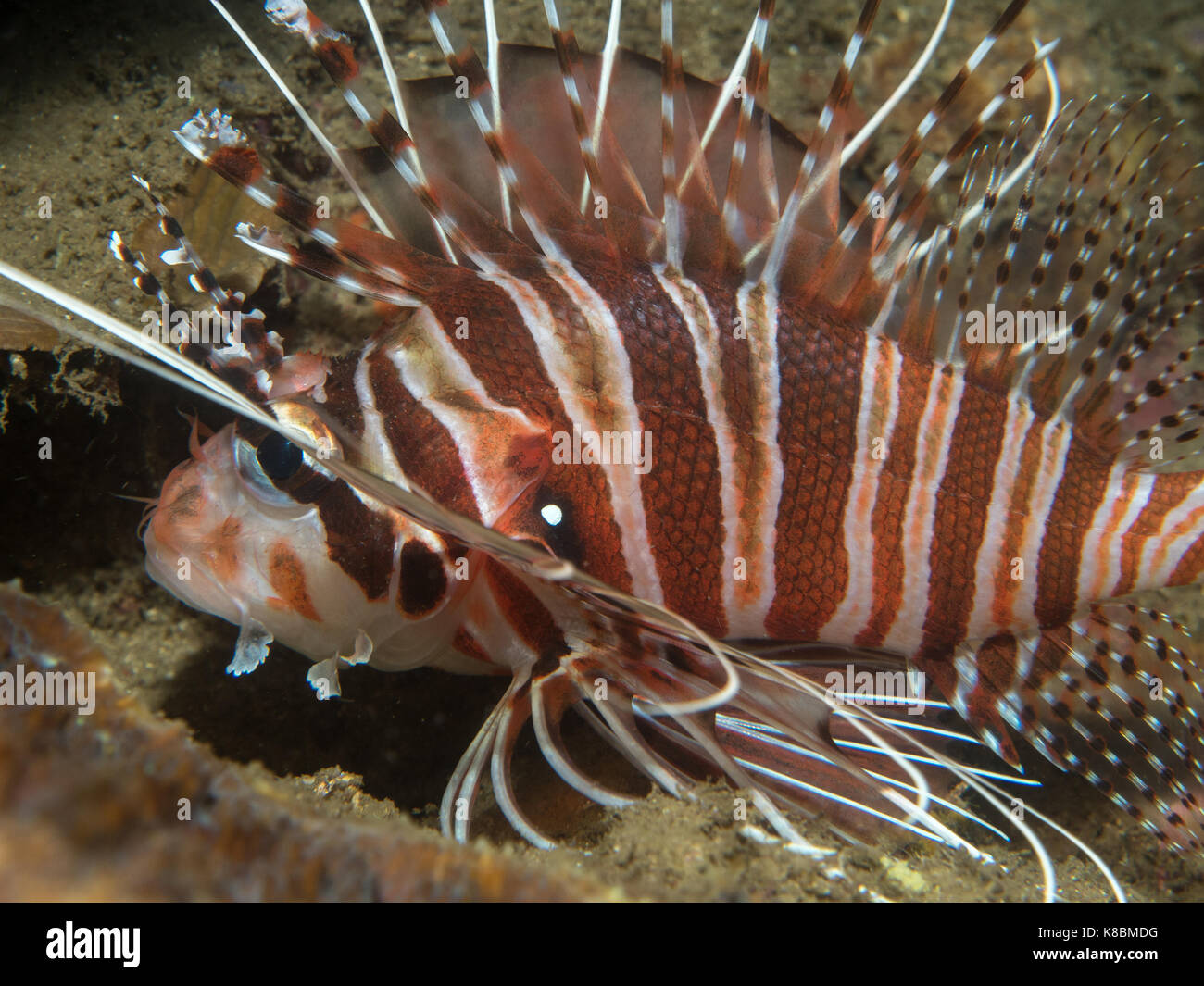 Leone sulla coral,FILIPPINE Foto Stock