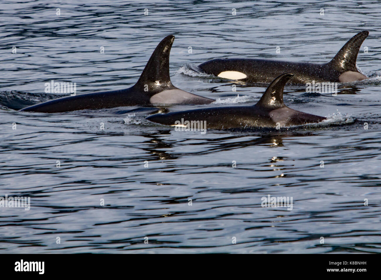 AF pod di resident orche o orca in viaggio nel sud-est dell Alaska Foto Stock