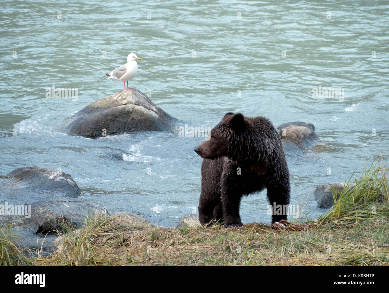 Bruna giovane orso grizzly dal fiume chilkoot vicino haines alaska durante un salmone correre con un salmone morto sulla riva e un gabbiano su una roccia nelle vicinanze. Foto Stock