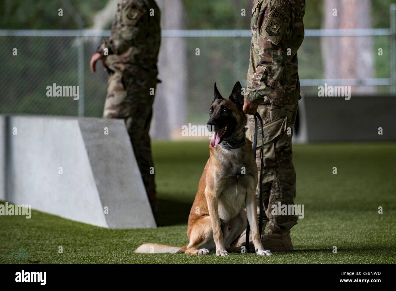 Militari di cane da lavoro Foto Stock