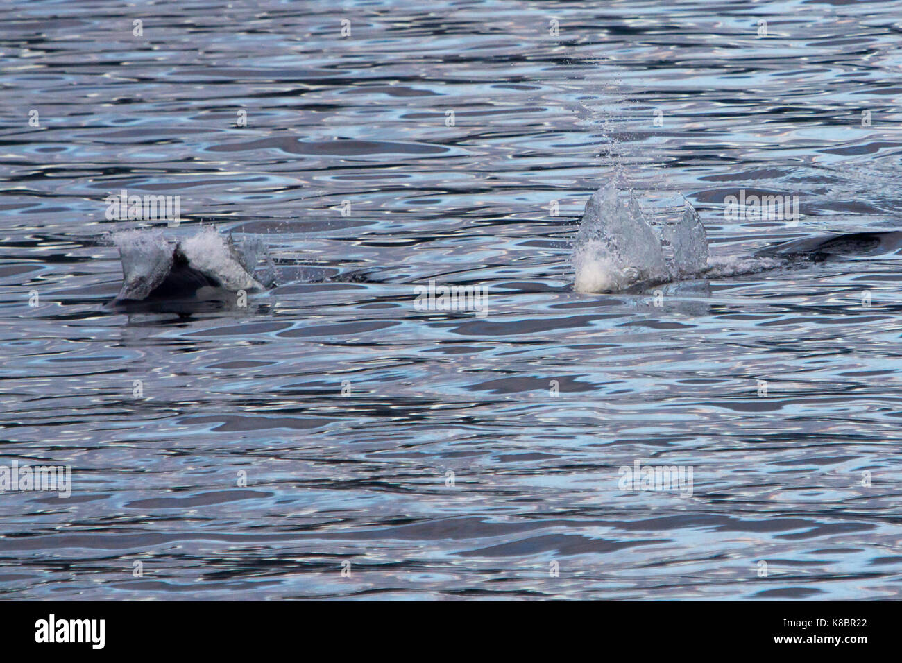 Dall la focena esplodere attraverso l'acqua che mostrano la loro tipica coda di gallo comportamento. Foto Stock