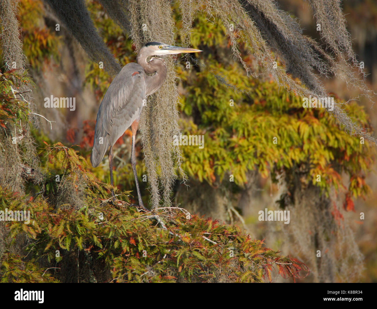 Un airone blu nel lago di Martin, Louisiana. Foto Stock