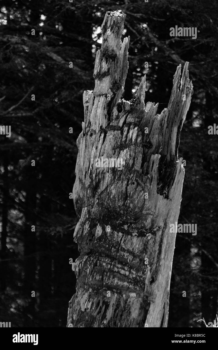 Il funerale di pali, noto anche come totem, in SGang Gwaay sito patrimonio mondiale, Haida Gwaii, Prime Nazioni, British Columbia, Canada Foto Stock