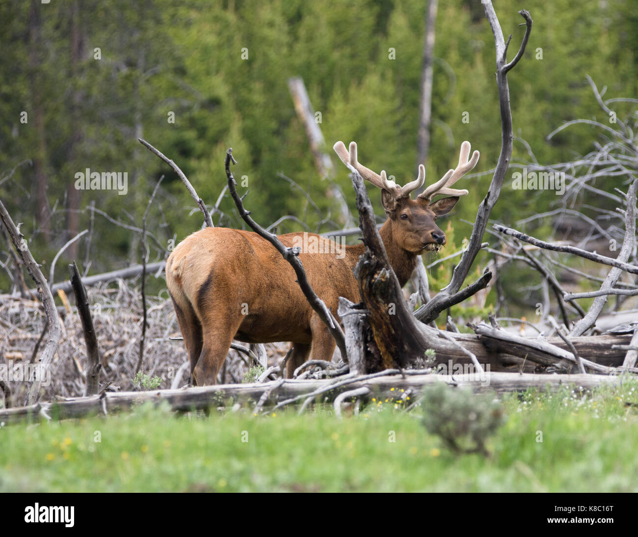 Maschio adulto elk con corna di velluto di erba da masticare permanente, mentre tra gli alberi morti. Foto Stock