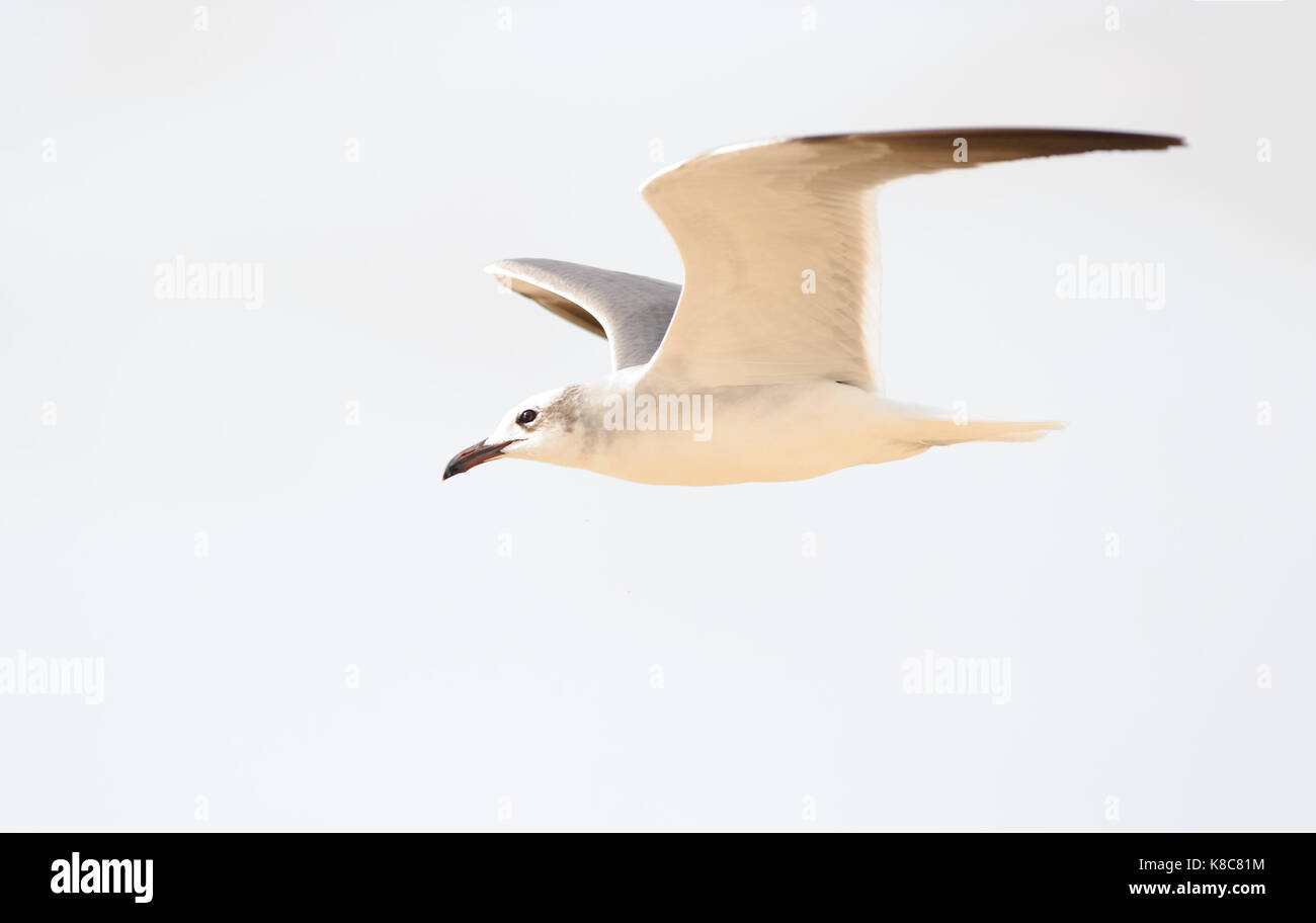 Seagull volare è una buona ricerca Pacific Coast seagull battenti nel blu a metà giornata cielo. Foto Stock