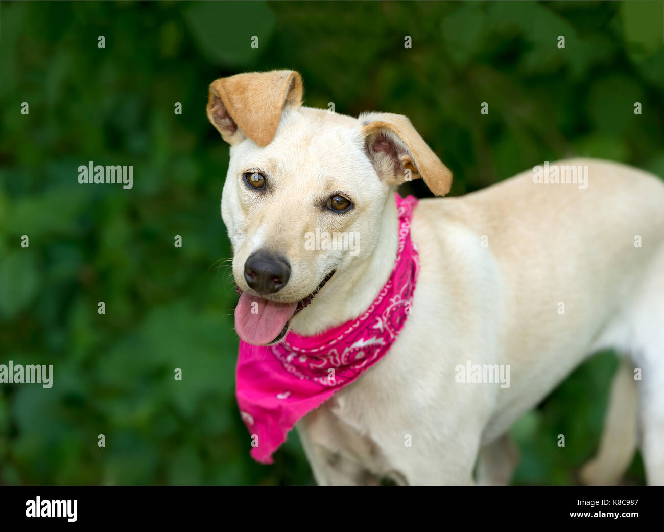 Happy dog è un simpatico white Happy dog sorridente con la bocca aperta felice di essere all'esterno. Foto Stock