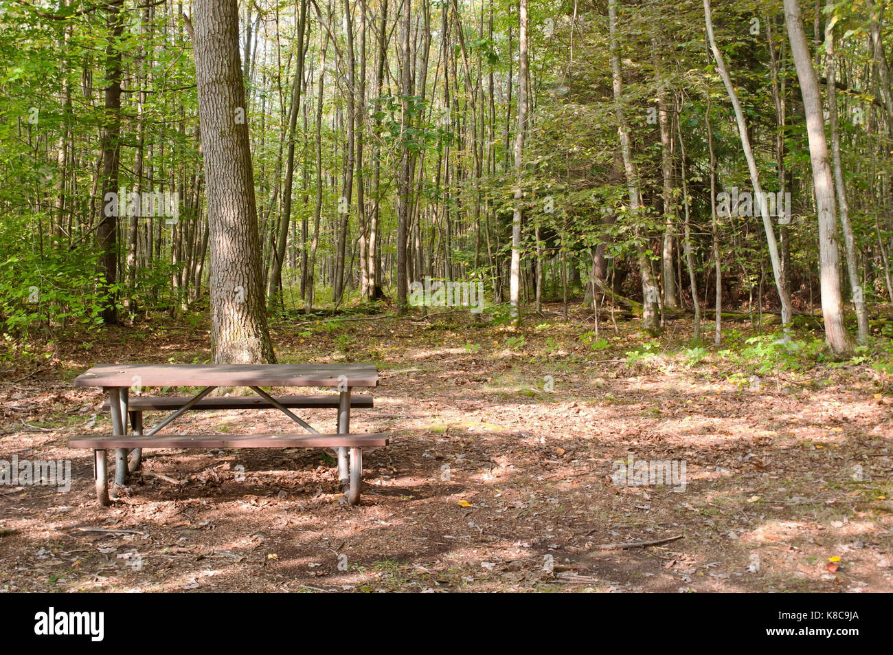 Un banco di picnic nei boschi Foto Stock