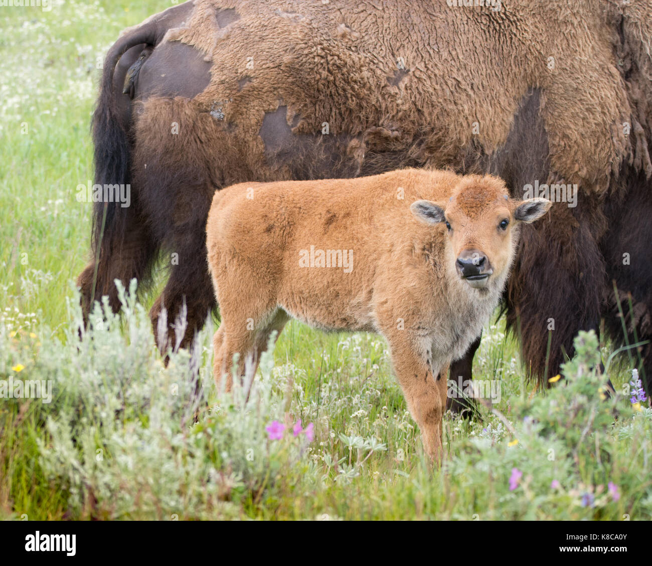 Baby bison in piedi quando si avvicina la sua madre con erba e fiori di campo in primo piano. Foto Stock Baby bison in piedi quando si avvicina la sua madre con erba e fiori di campo in primo piano. Foto Stock