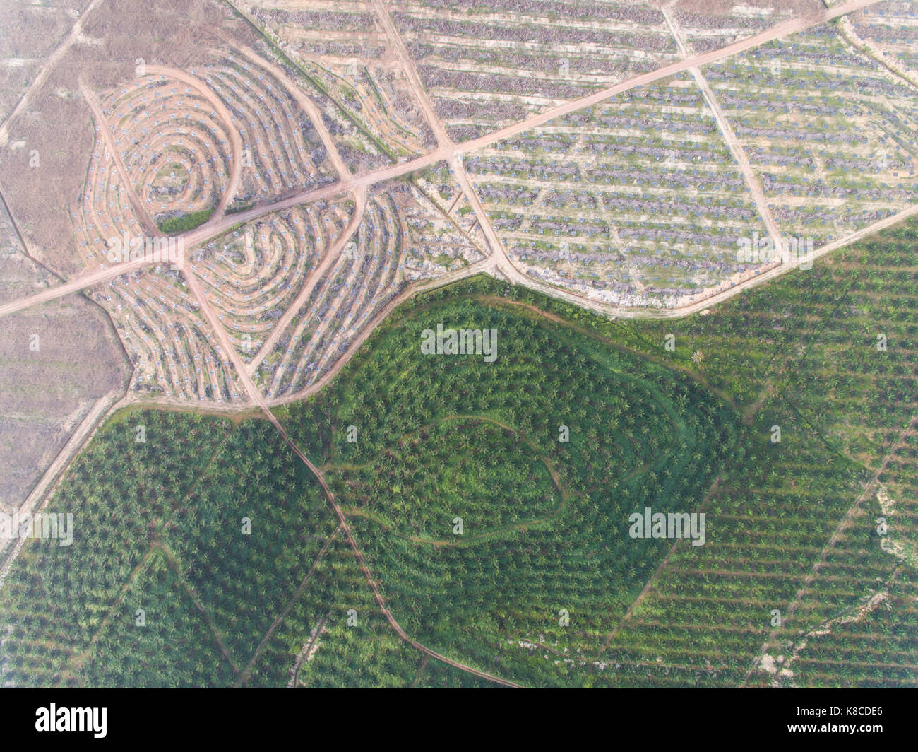 Vista aerea di olio di palma plantation.foto catturate utilizzando drone.ambiente nozione Foto Stock