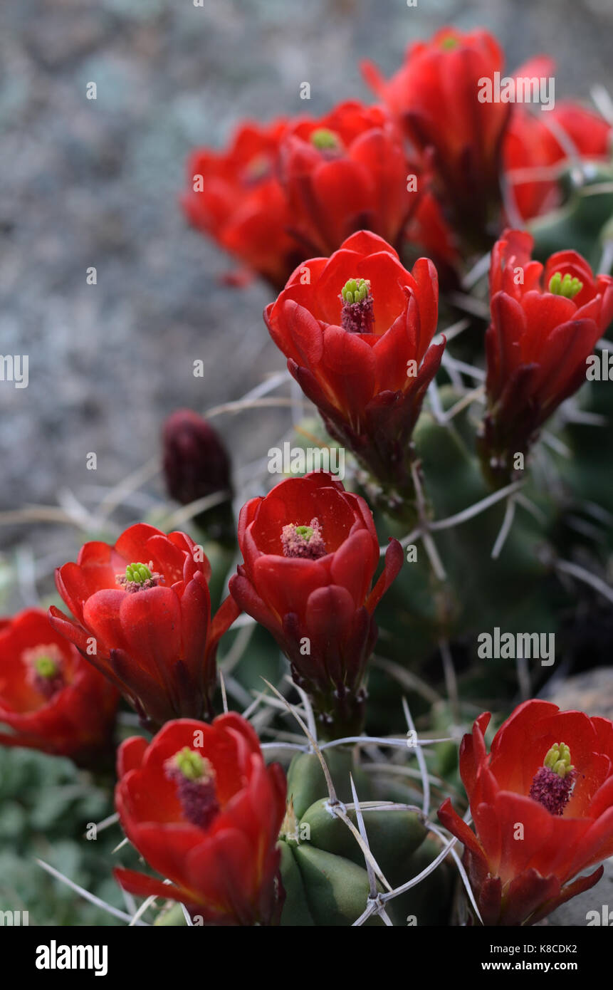 Claret tazze di cactus nel pieno fiore con abbondanti profondo rosso dei fiori Foto Stock