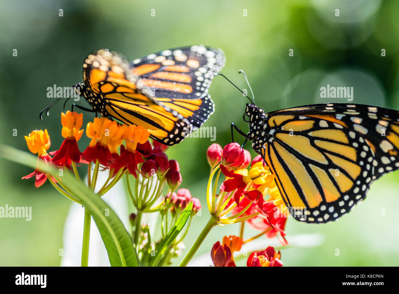 Due farfalle monarca che si nutrono di alghe tropicali, Asclepias curassavica durante l'estate Foto Stock