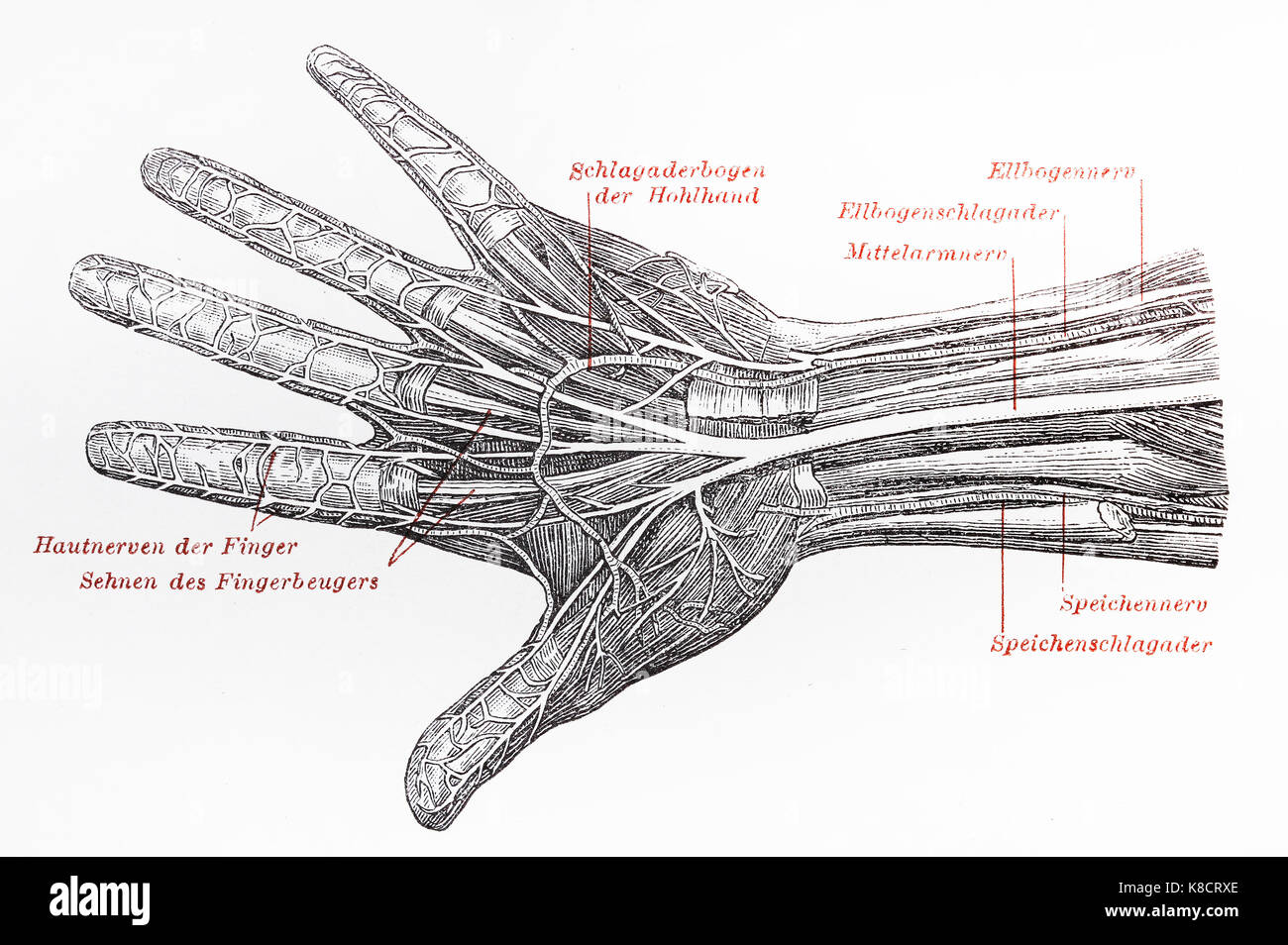Vintage del XIX secolo il disegno di una mano umana del sistema nervoso Foto Stock